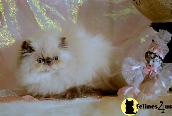 Himalayan Kittens