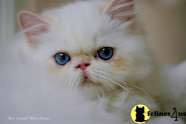 Himalayan Kittens
