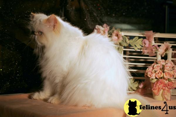 Cats for Sale