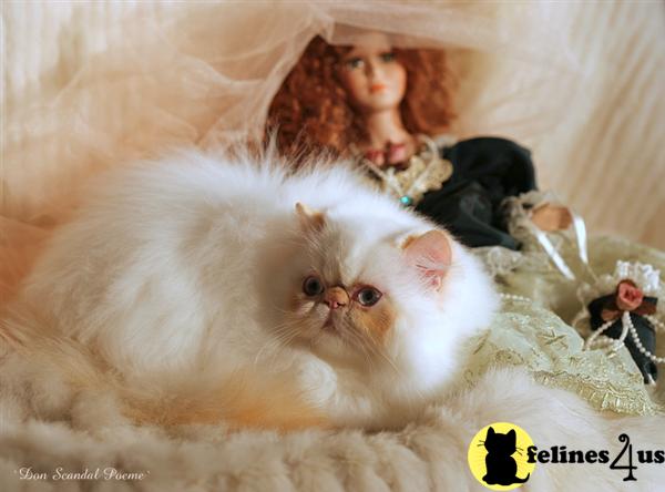 Himalayan Kittens