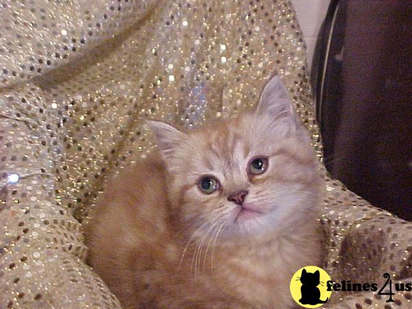 BEAUTIFULL EXOTIC SHORTHAIR TABBY FEMALE