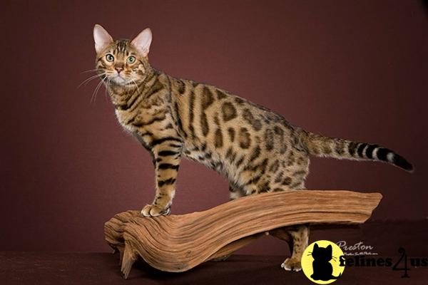 Bengal Kittens in Tennessee