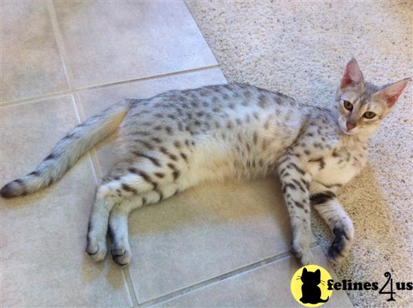 Kittens for Sale in Kansas