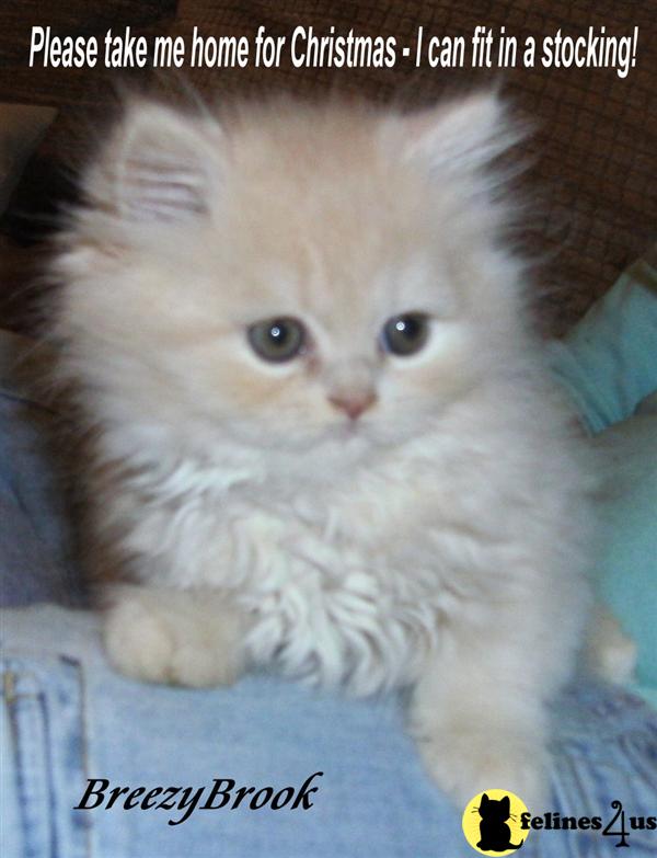 Kittens for Sale in New Jersey