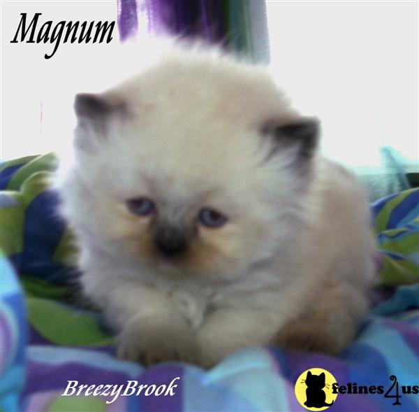 Stuuning Himalayan Kittens Ready for Christmas