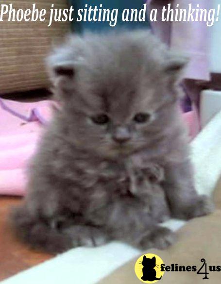 Kittens for Sale in New Jersey