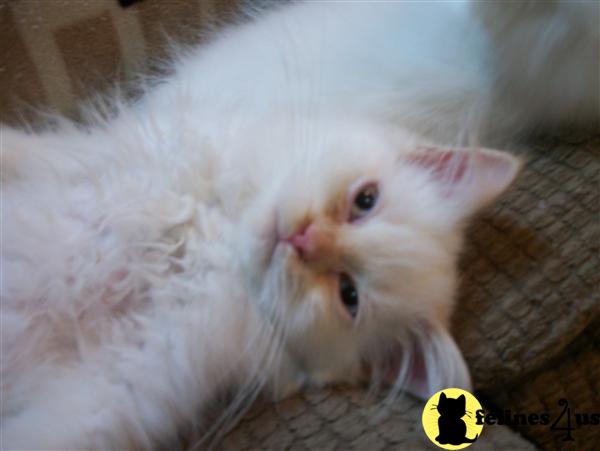 Kittens for Sale