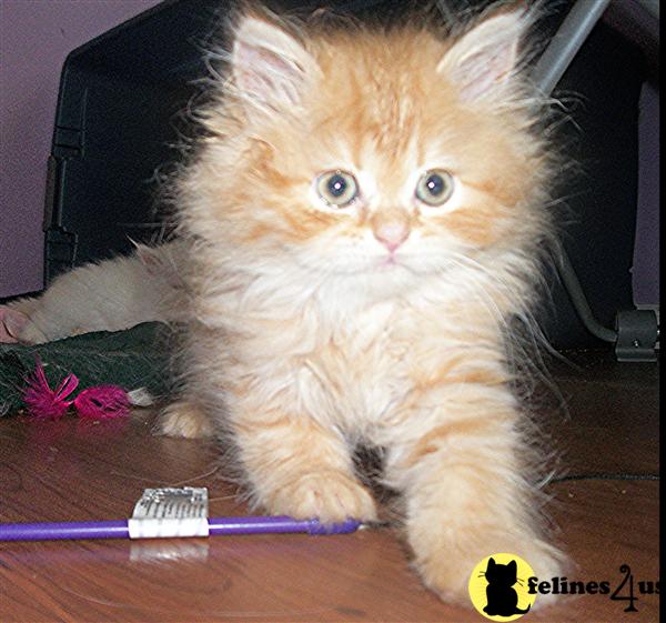 Kittens for Sale in New Jersey