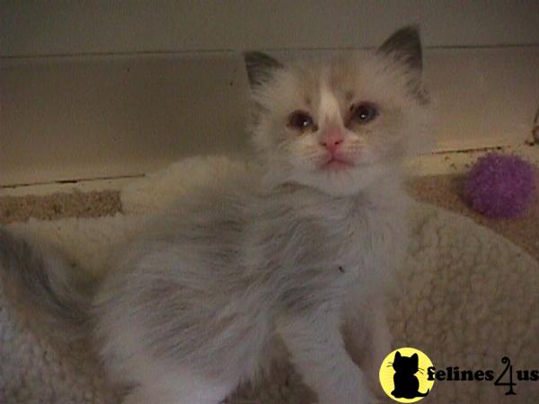 Kittens for Sale in Connecticut