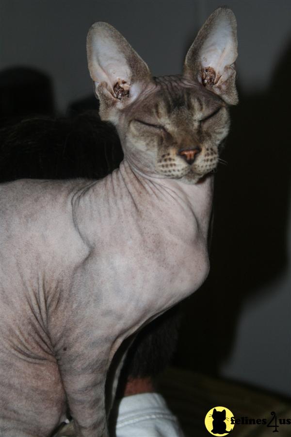 Hypoallergenic Cats