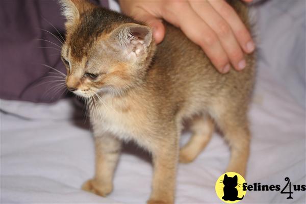Ruddy male kitten