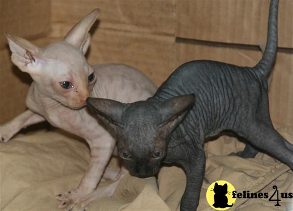 Kittens for Sale in Texas