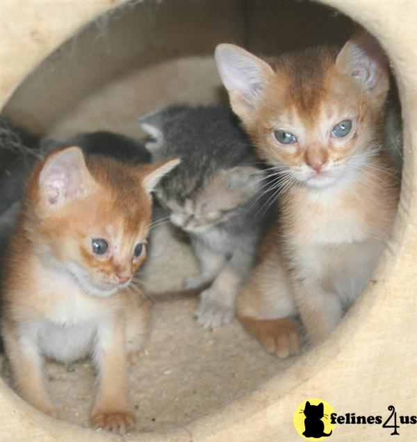 Kittens for Sale in Texas