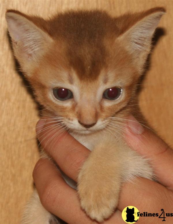 Kittens Coming Soon