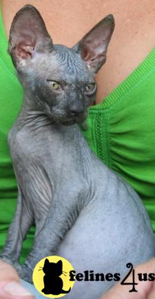 Kittens for Sale