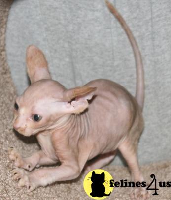 Sphynx Kittens