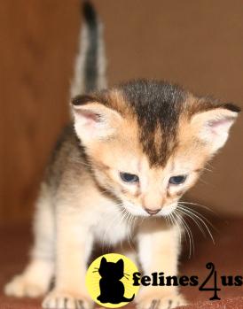 Kittens for Sale in Texas