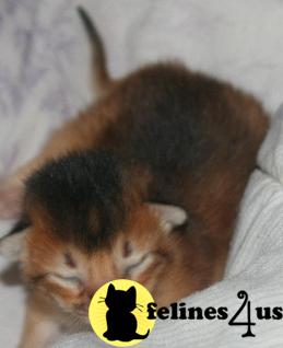 Kittens for Sale in Texas