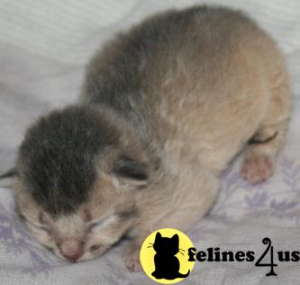 Kittens for Sale in Texas
