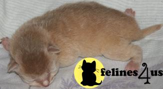 Kittens for Sale in Texas