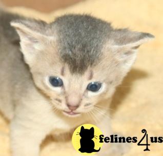 Abyssinian Kittens in Texas