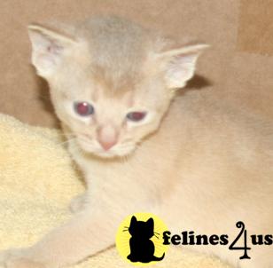 TICA Abyssinian kittens are here