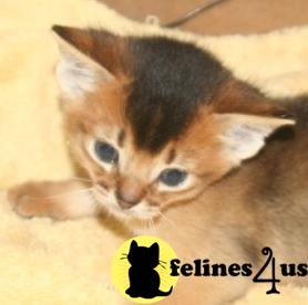 TICA Abyssinian kittens coming soon
