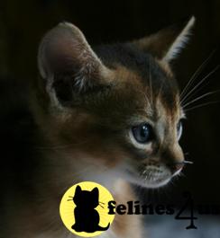 TX USA, Abyssinian Kittens