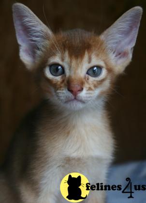 TX USA, Abyssinian Kittens