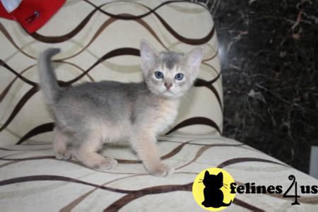 Kittens for Sale in Texas
