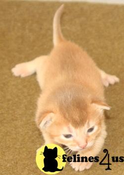 Kittens for Sale in Texas