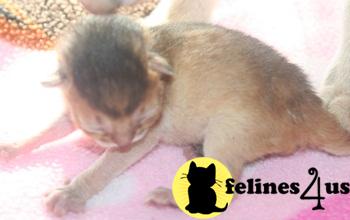 Abyssinian Kittens