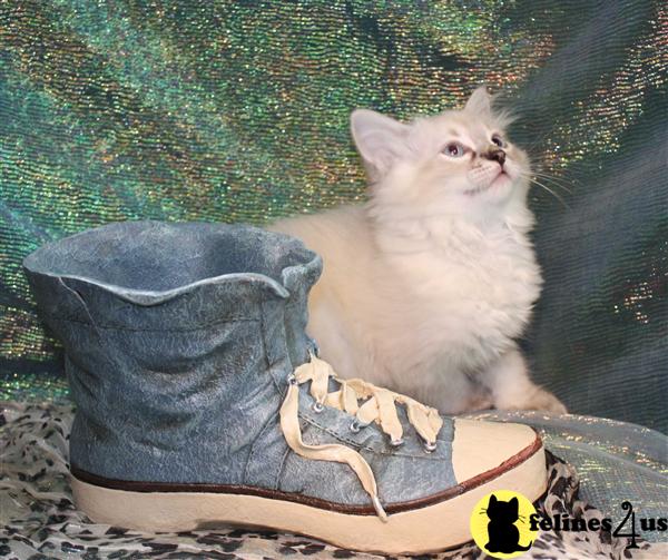 Ragdoll Kittens