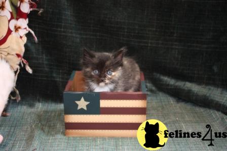 Kittens for Sale in Georgia