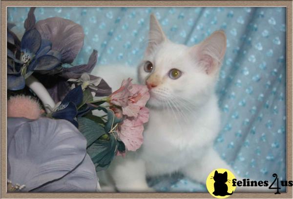 Kittens for Sale in Georgia