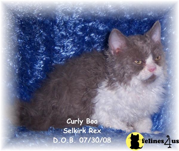 Selkirk Rex kittens