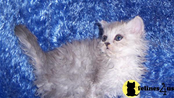 Kittens for Sale in Ohio