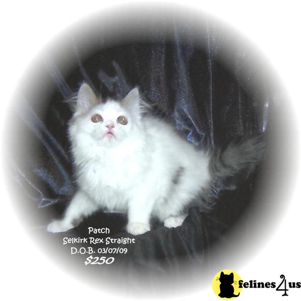 Kittens for Sale in Ohio