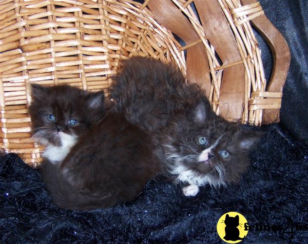 Kittens for Sale in Ohio