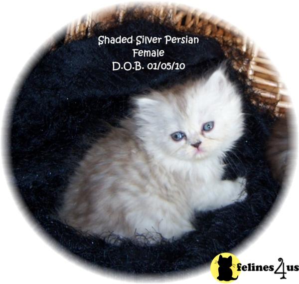 Persian Kittens