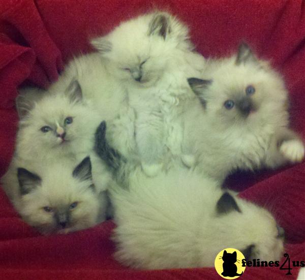 Ragdoll Kittens