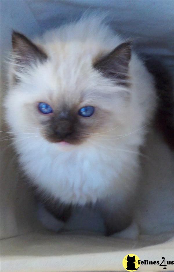 Ragdoll Kittens