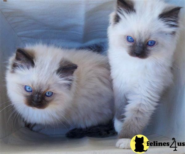 Ragdoll Kittens