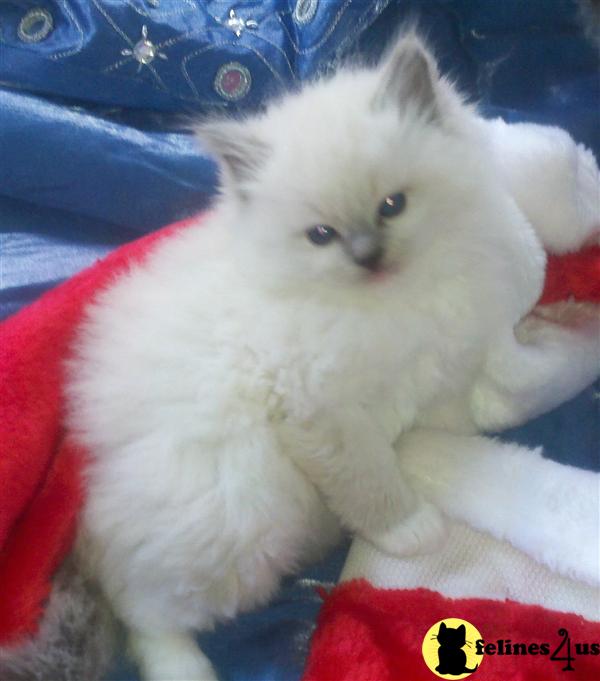 Ragdoll Kittens