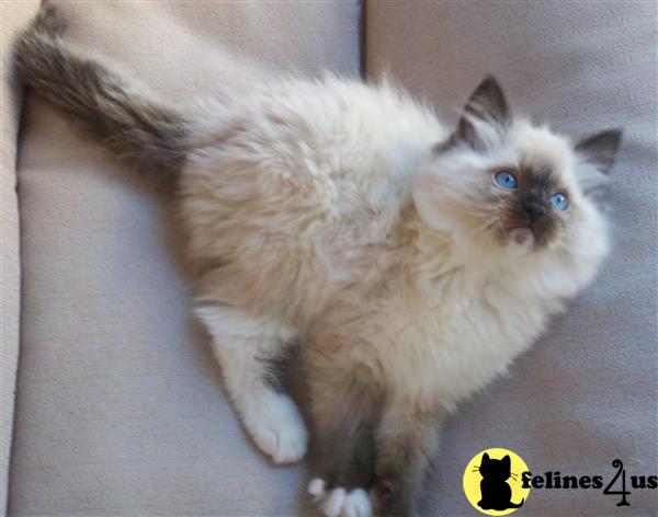 Ragdoll Kittens