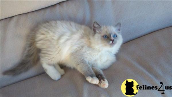 Ragdoll Kittens
