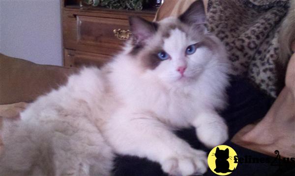 Ragdoll 