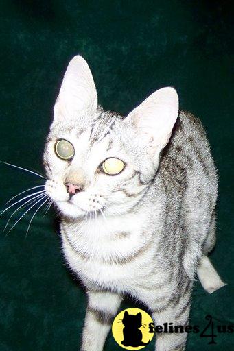 Savannah Kittens