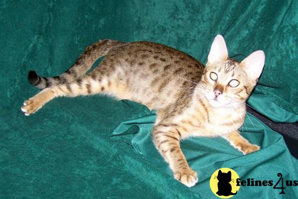 Savannah Kittens