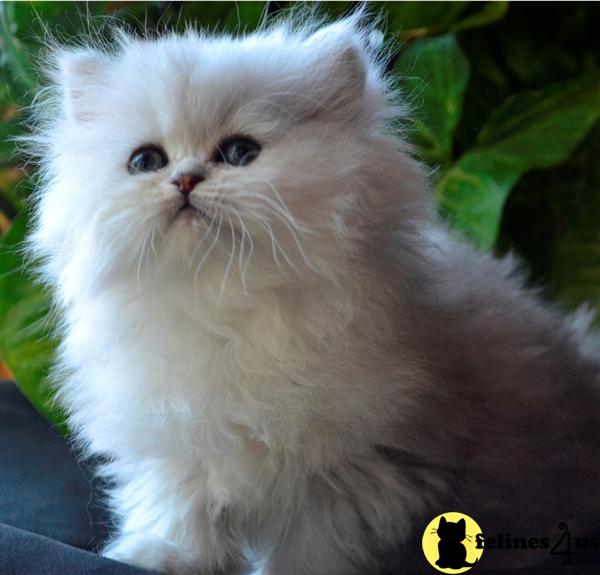 Kittens for Sale in Wisconsin